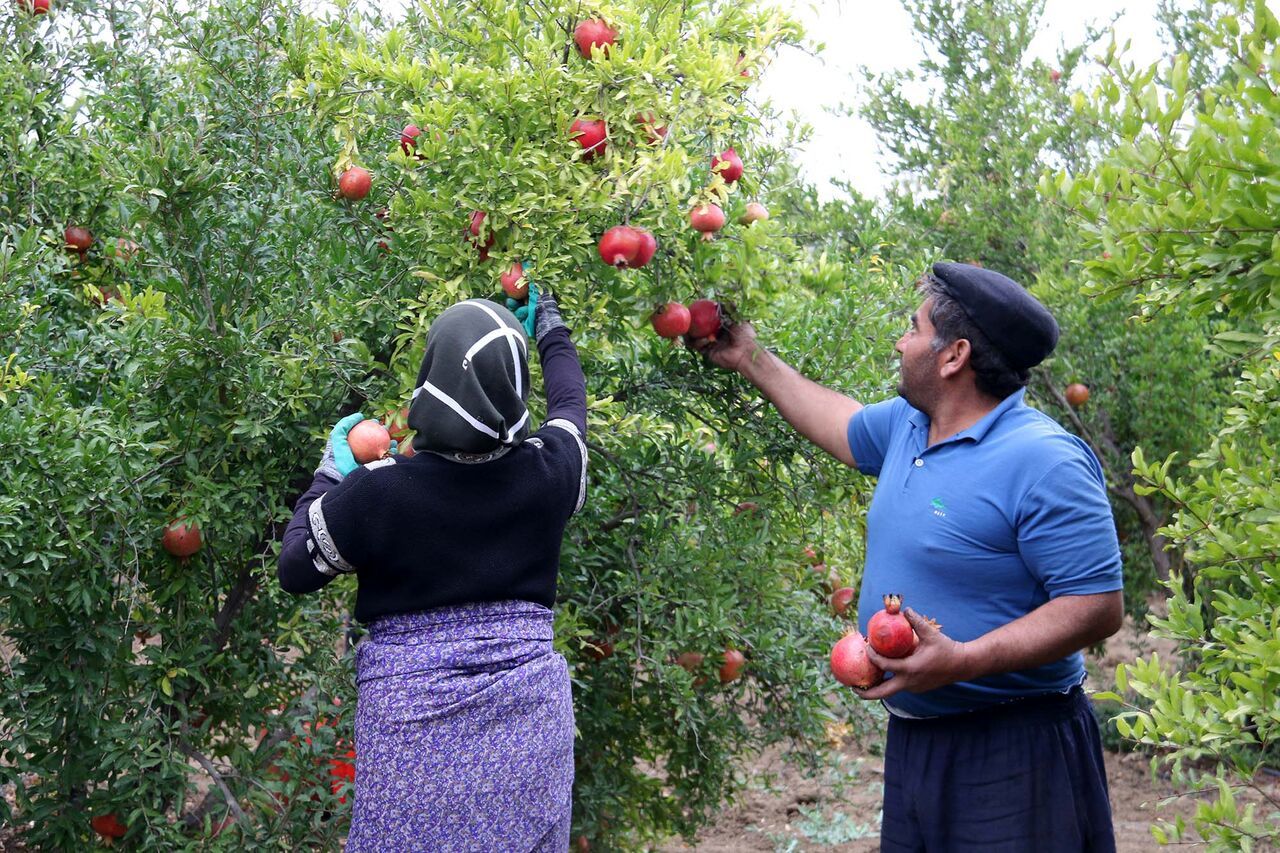 آغاز برداشت انار در استان اردبیل