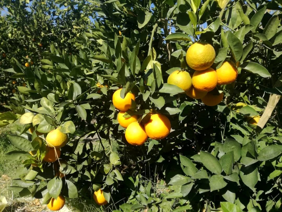 آغاز برداشت مرکبات در فنوج استان سیستان و بلوچستان