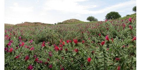 ۱۳۰۰ گونه گیاهی در استان سیستان و بلوچستان