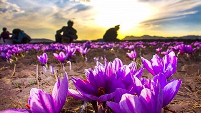 آغاز برداشت زعفران در کرمانشاه