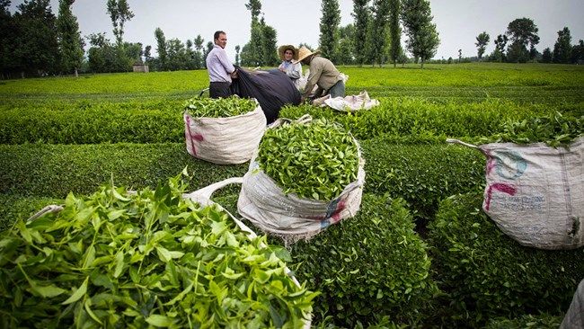 پرداخت ۵۷ درصد مطالبات چای‌کاران تا به امروز