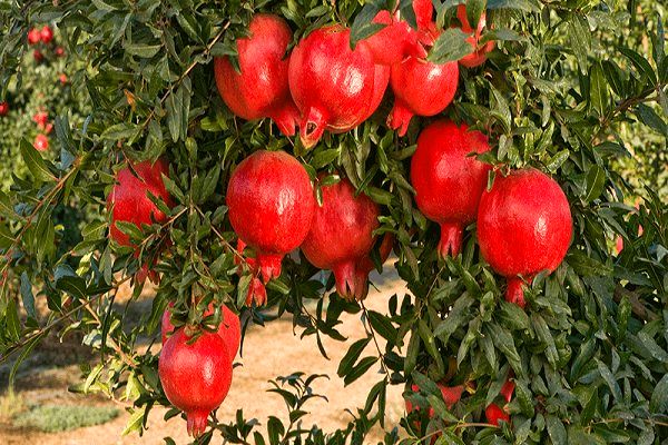 آغاز چهارمین جشنواره انار تفت