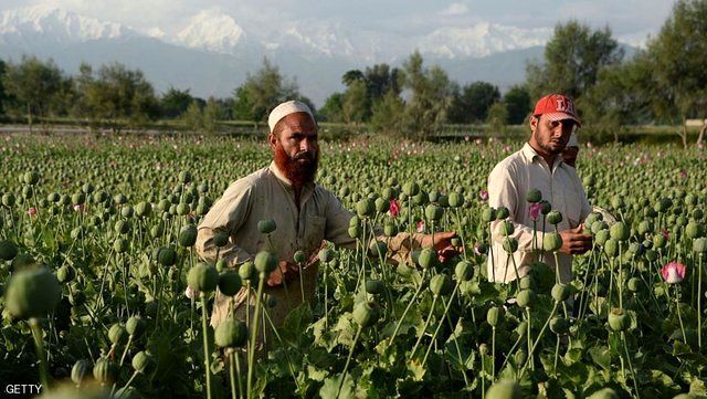 کشت خشخاش در افغانستان به صفر نزدیک شد