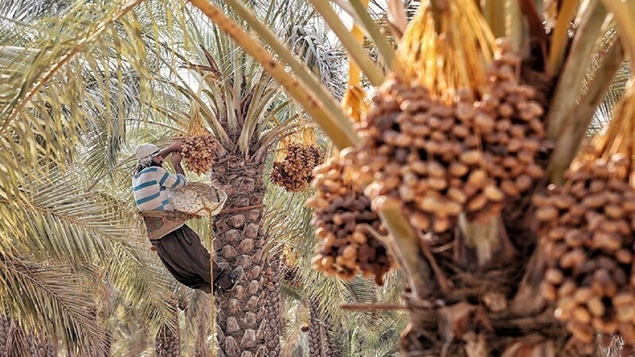 جشنواره خرمای طبس به تقویم اضافه می‌شود