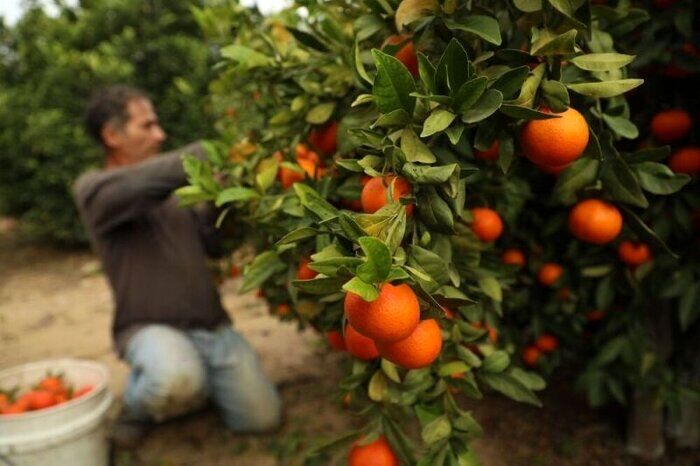 صادرات ۴.۲ هزار تن نارنگی از استان مازندران به خارج کشور