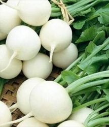 برداشت ۳۸ هزار تنی ترب سفید در تالش