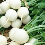 برداشت ۳۸ هزار تنی ترب سفید در تالش