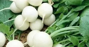 برداشت ۳۸ هزار تنی ترب سفید در تالش