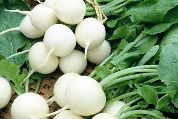 برداشت ۳۸ هزار تنی ترب سفید در تالش