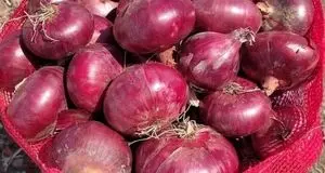 تولید ۱۱ هزار تن پیاز در هرسین