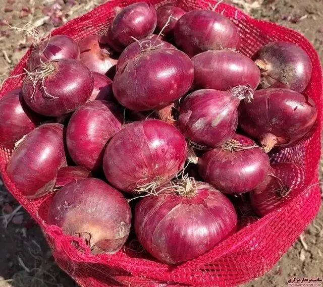 تولید ۱۱ هزار تن پیاز در هرسین