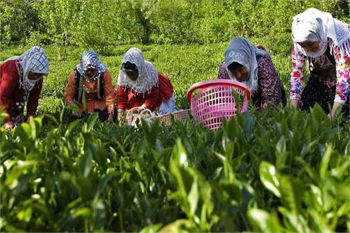 ۶۲ درصد مطالبات چای‌کاران گیلان و مازندران پرداخت شد