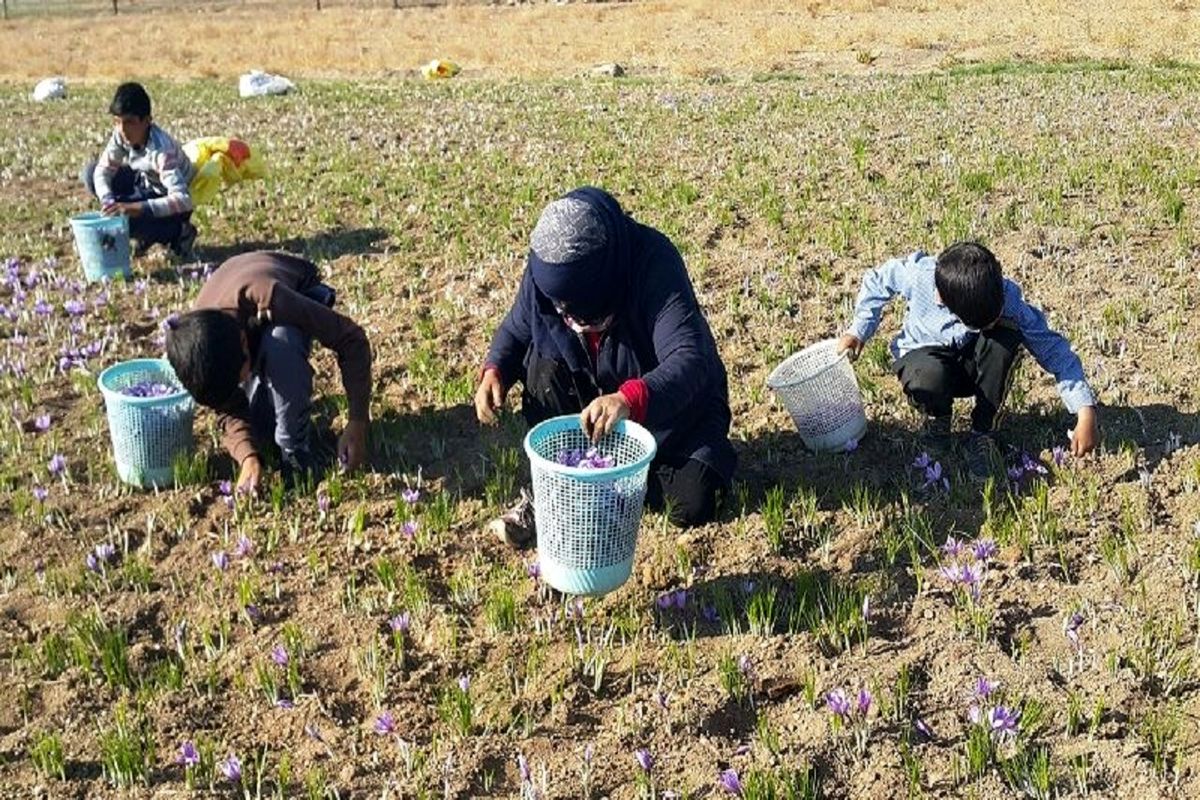 تولید زعفران در جغتای استان خراسان رضوی نصف شد