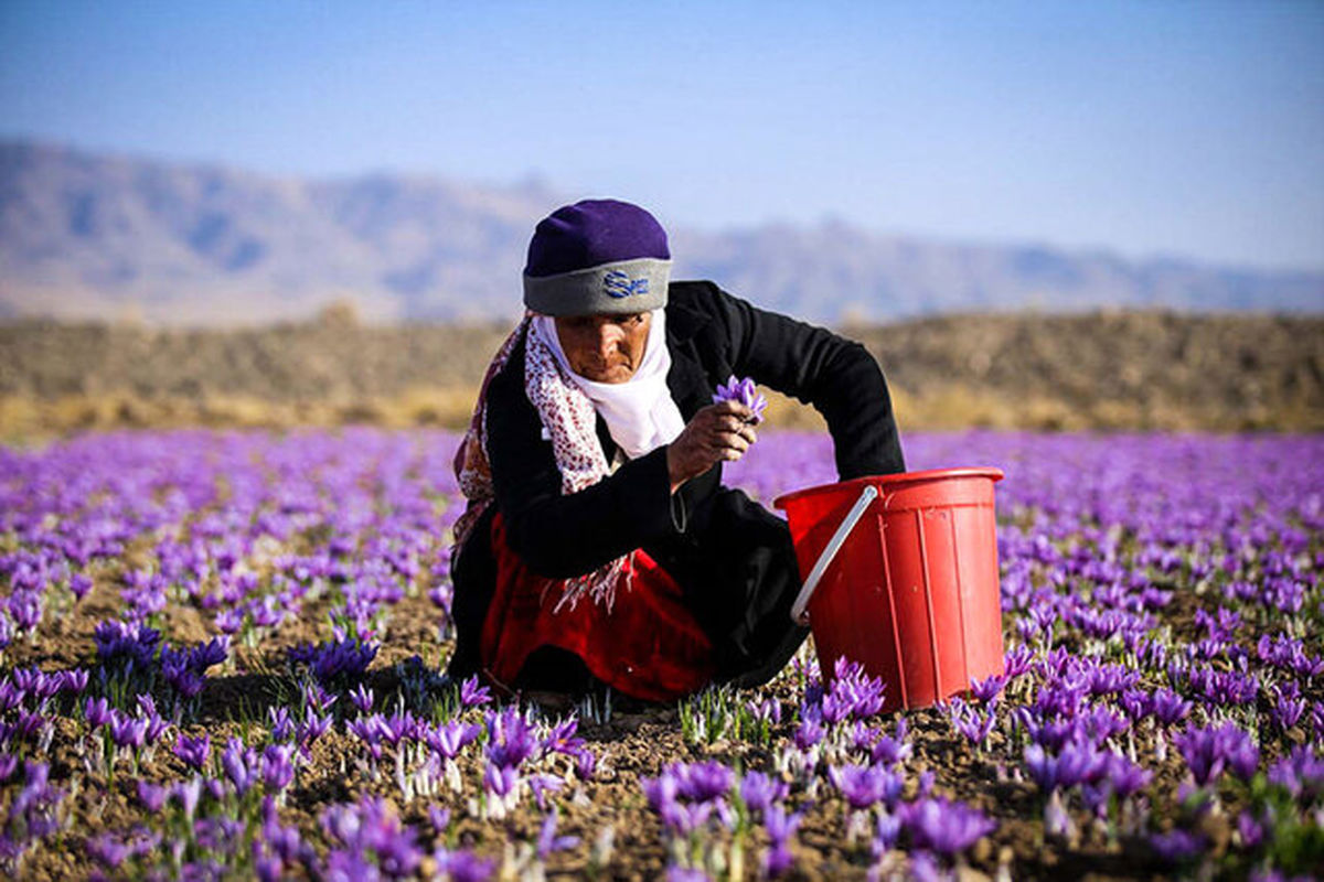 برداشت زعفران در رشتخوار نصف شد