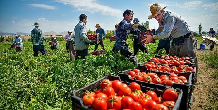 پیش‌بینی تولید بیش از نیم میلیون تن گوجه فرنگی در استان بوشهر