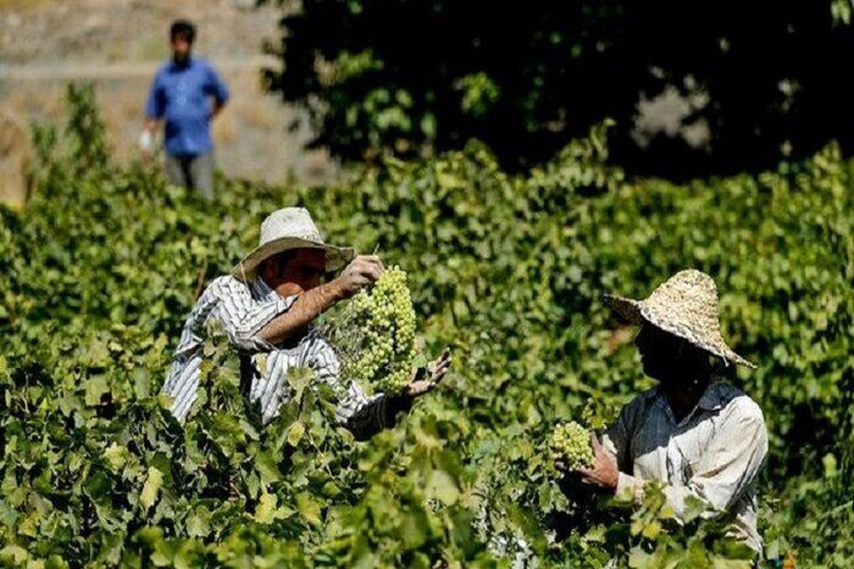 ۴۳ هزار کشاورز استان گیلان، محصولاتشان را بیمه کردند