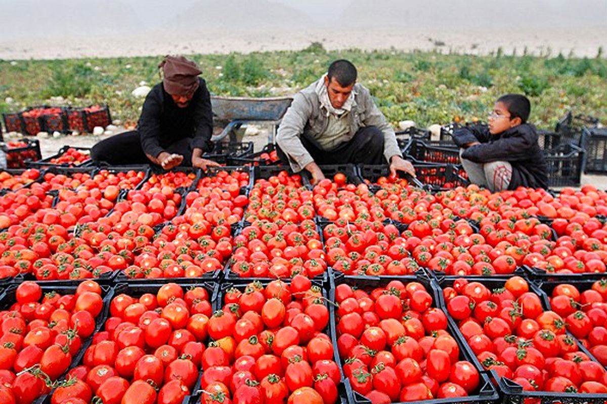 برداشت 140 هزار تن گوجه فرنگی در استان بوشهر