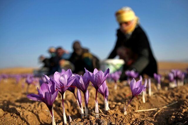 ضربه کاهش تولید زعفران در ایران به بازارهای جهانی