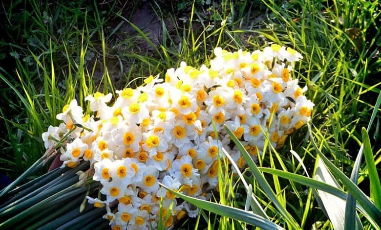 بهبهان میزبان چهاردهمین جشنواره ملی گل نرگس