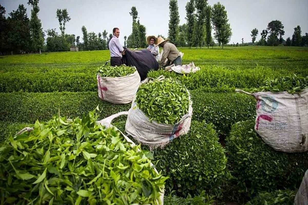 پرداخت ۷۷ درصدی مطالبات چای‌کاران گیلان و مازندران