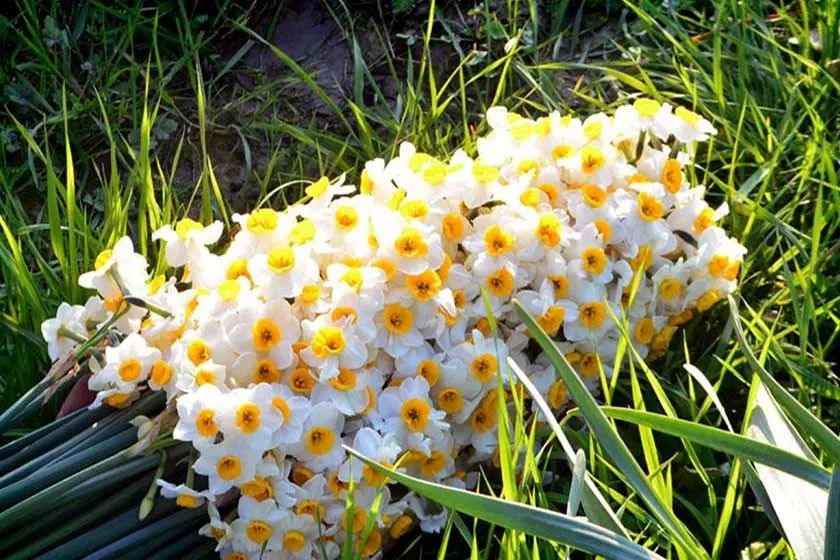 جشنواره گردشگری گل نرگس سمنان برگزار می‌شود