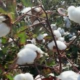 آغاز برداشت پنبه در حاجی آباد