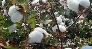 آغاز برداشت پنبه در حاجی آباد