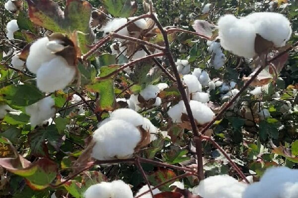 آغاز برداشت پنبه در حاجی آباد
