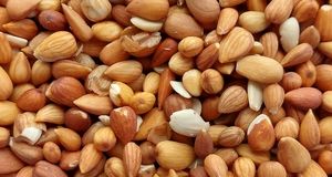 قوشچی امروز میزبان جشنواره بادام است