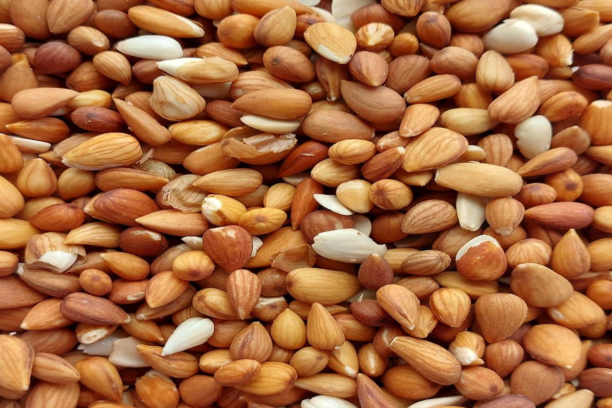 قوشچی امروز میزبان جشنواره بادام است