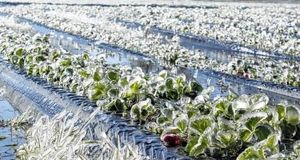 کاهش قابل توجه تولید محصولات زراعی در استان آذربایجان‌شرقی به دلیل سرمازدگی و تگرگ 