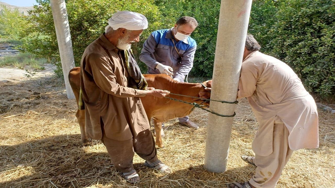 واکسیناسیون رایگان ۹ میلیون دام در سیستان و بلوچستان علیه بیماری‌های دامی