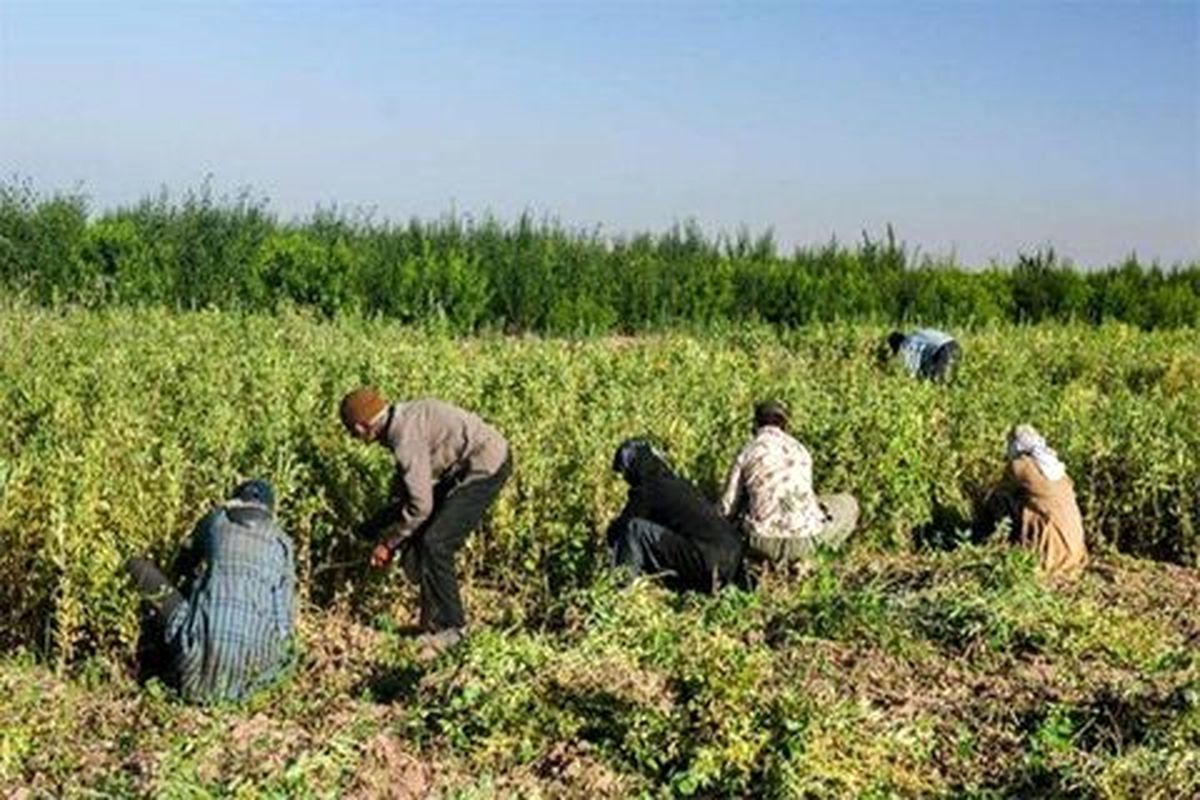 تحقق ۱۱۰ درصدی اشتغال در بخش کشاورزی‌ استان همدان