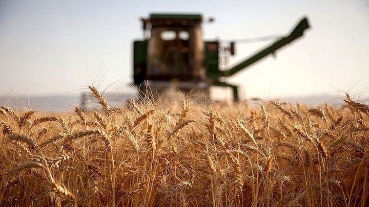 تحقق ۱۰۰ درصدی تعهد کشت قراردادی تعاون روستایی آذربایجان‌شرقی