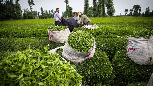 بسته شدن قرارداد خرید تضمینی برگ سبز چای با ۱۰۰ کارخانه استان‌های گیلان و مازندران 