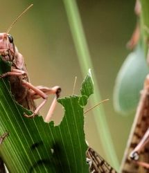 احتمال ورود بخشی از جمعیت ملخ‌های صحرایی از مناطق مرزی هند به جنوب ایران