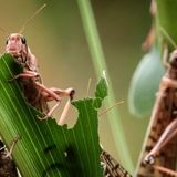 احتمال ورود بخشی از جمعیت ملخ‌های صحرایی از مناطق مرزی هند به جنوب ایران