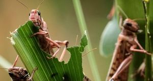 احتمال ورود بخشی از جمعیت ملخ‌های صحرایی از مناطق مرزی هند به جنوب ایران