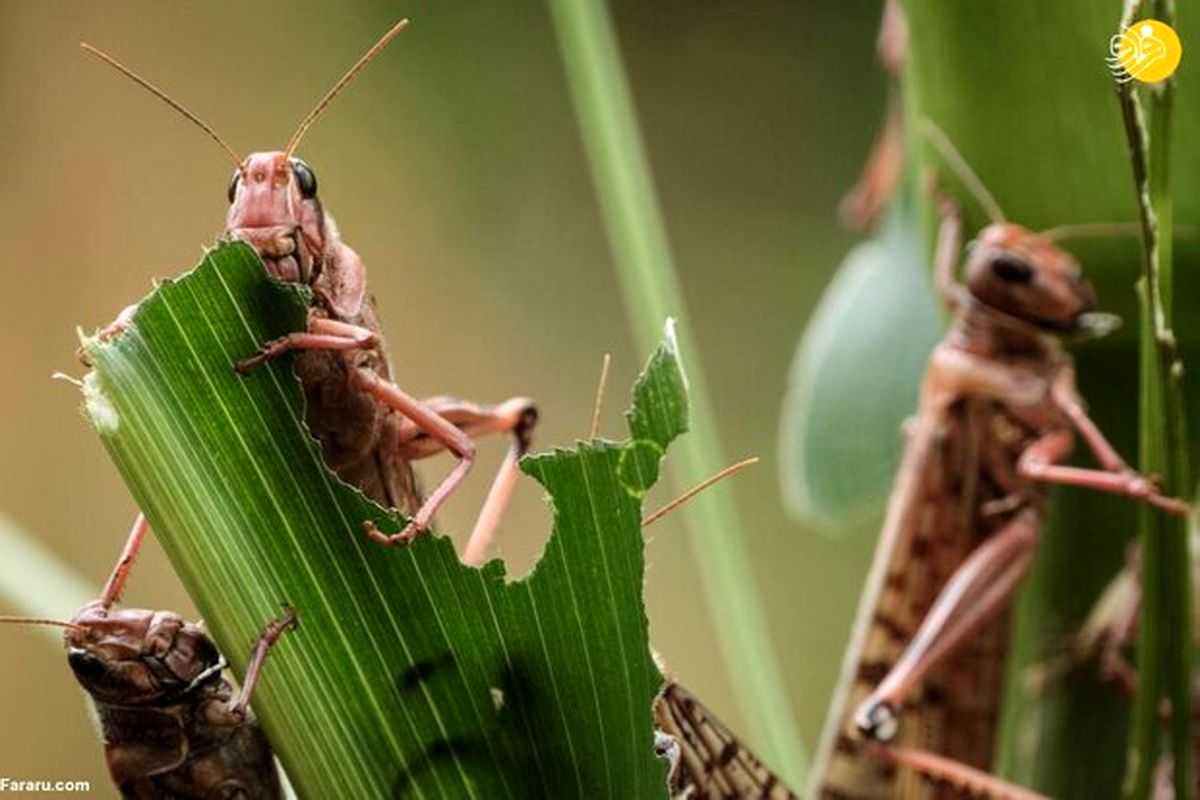 احتمال ورود بخشی از جمعیت ملخ‌های صحرایی از مناطق مرزی هند به جنوب ایران