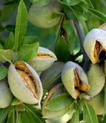 آغاز برداشت میوه‌های بادام و گردو در استان فارس