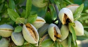 آغاز برداشت میوه‌های بادام و گردو در استان فارس