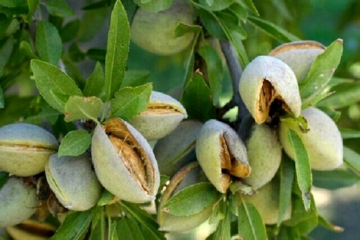 آغاز برداشت میوههای بادام و گردو در استان فارس
