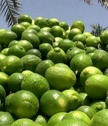 آغاز سومین جشنواره ملی لیموترش و همزمان نخستین جشنواره ملی خرما در رودان