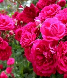 تولید ۶۷۵ تن گل محمدی در شهرستان خوی