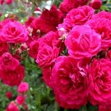 تولید ۶۷۵ تن گل محمدی در شهرستان خوی