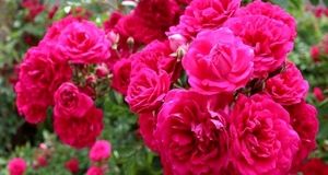 تولید ۶۷۵ تن گل محمدی در شهرستان خوی