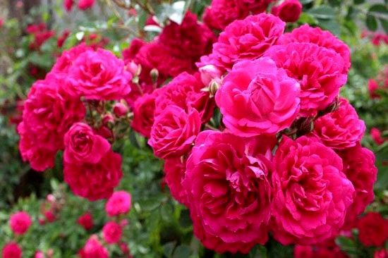 تولید ۶۷۵ تن گل محمدی در شهرستان خوی