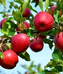 برداشت ۵۵ هزار سیب از باغات بروجرد