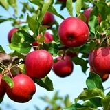 کاهش قابل توجه تولید سیب در نهاوند بدلیل سرمازدگی