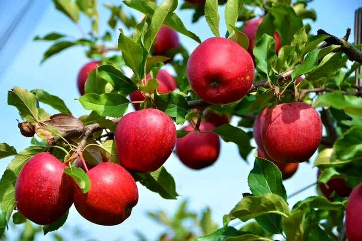 کاهش قابل توجه تولید سیب در نهاوند بدلیل سرمازدگی